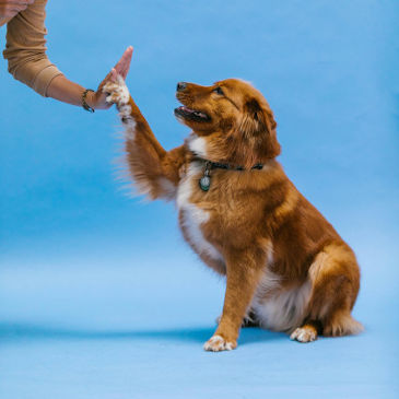 Tan and white dog giving human a high five